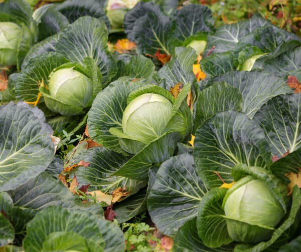 Brassica oleracea Witte kool Mini Minica F1