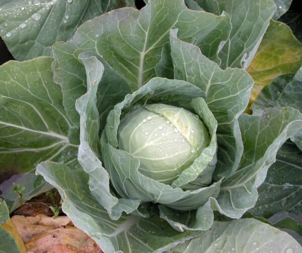 Brassica oleracea Witte kool Mini Zora