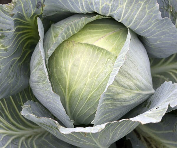 Brassica oleracea Witte kool Unikat F1