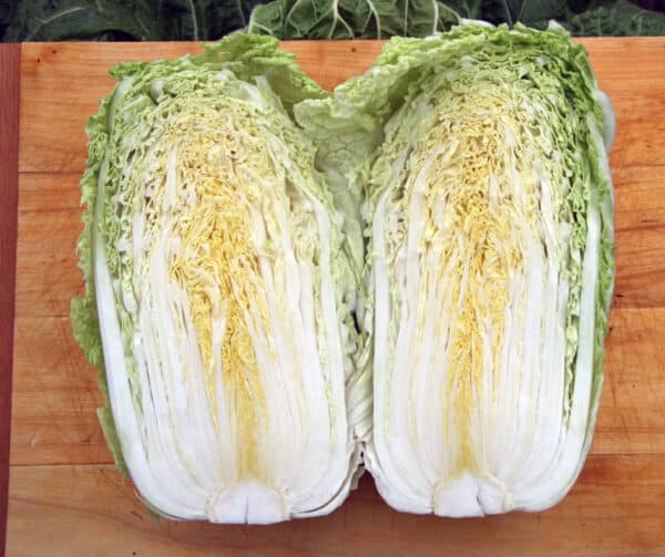 Brassica pekinensis Chinakool Concord F1