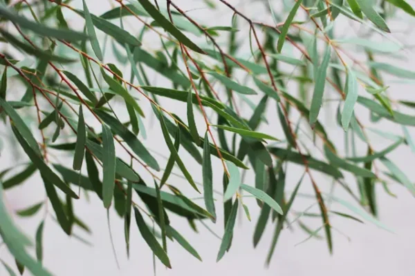 Eucalyptus nicholii 2