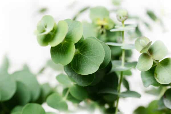 Eucalyptus pulverulenta Baby Blue