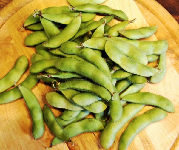 Glycine max Edamame Hokkai Green 2