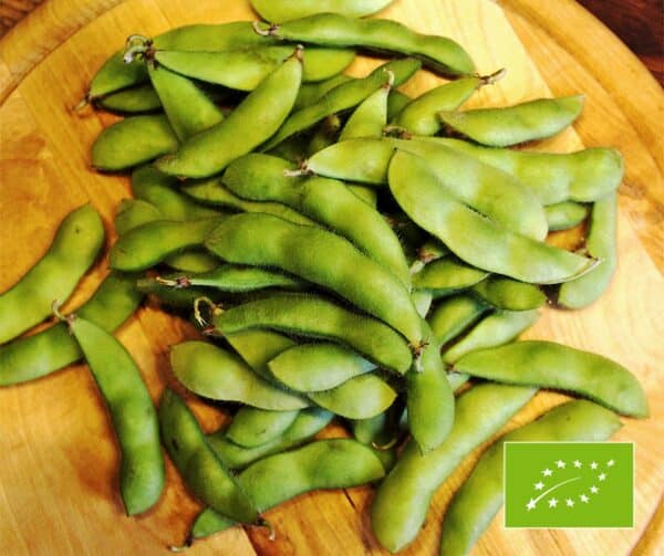 Glycine max Edamame Hokkai Green BIO