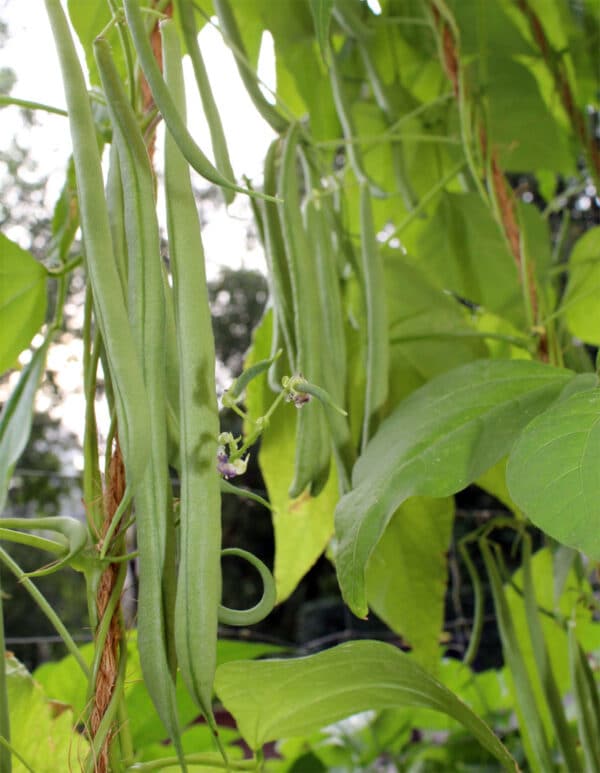 Phaseolus vulgaris Stangenbohne Cobra 2