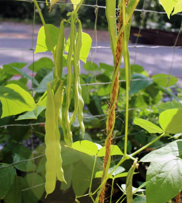 Phaseolus vulgaris Stangenbohne Vitalis