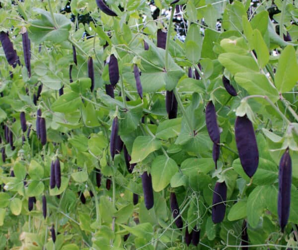 Pisum sativum Kapuzinererbse Blauwschokker