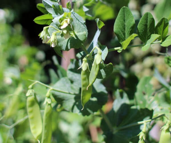 Pisum sativum Zuckererbse Hendriks 1