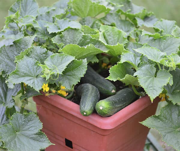 Cucumis sativus Bush Champion