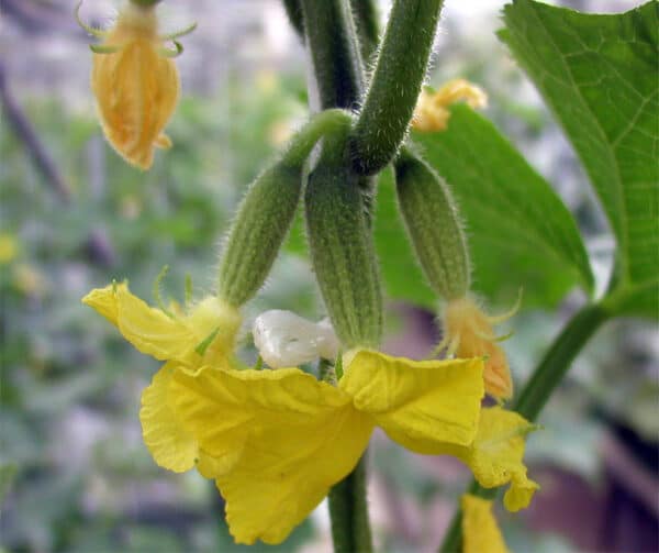 Cucumis sativus Charlotte F1