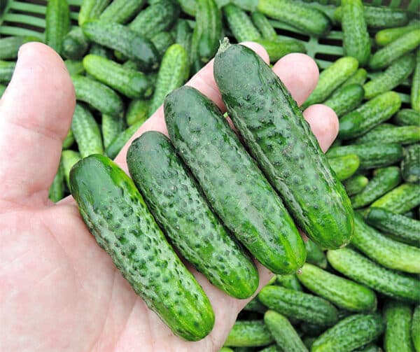 Cucumis sativus Dafne F1