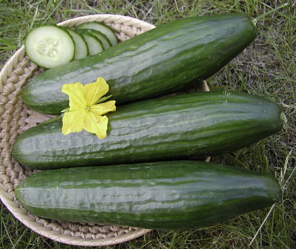 Cucumis sativus Formule F1