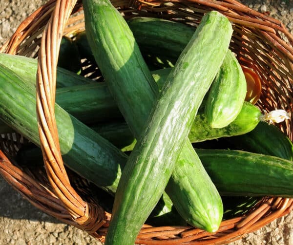 Cucumis sativus Gergana