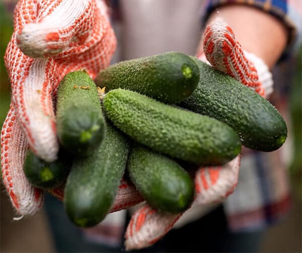 Cucumis sativus Harriet F1