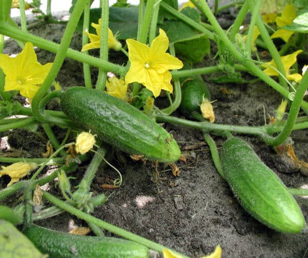 Cucumis sativus Hokus