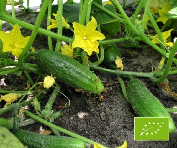 Cucumis sativus Hokus BIO