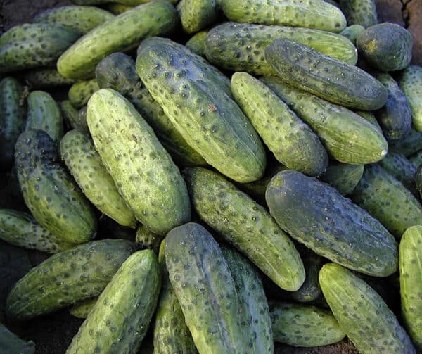 Cucumis sativus Iwonna F1