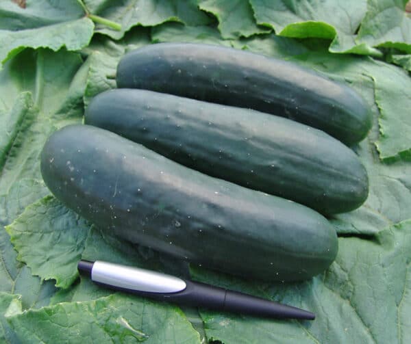 Cucumis sativus Jogger F1