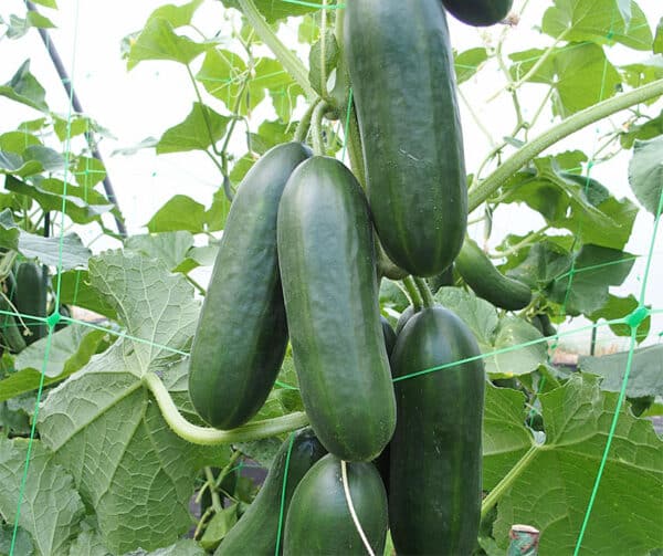 Cucumis sativus Kalimero F1 1