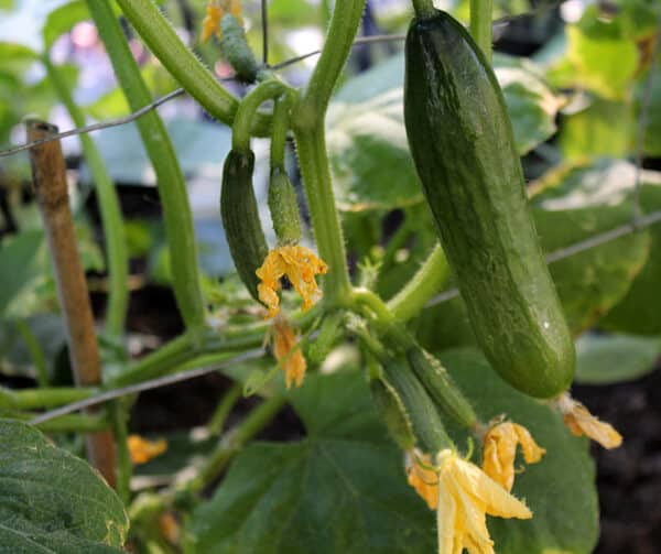 Cucumis sativus Kalimero F1 3