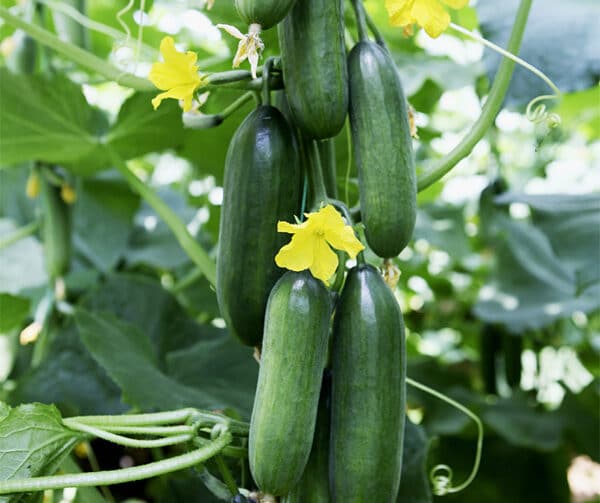 Cucumis sativus Lunchbox F1