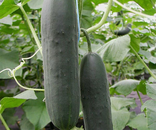 Cucumis sativus Markyza F1