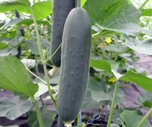 Cucumis sativus Marlen F1