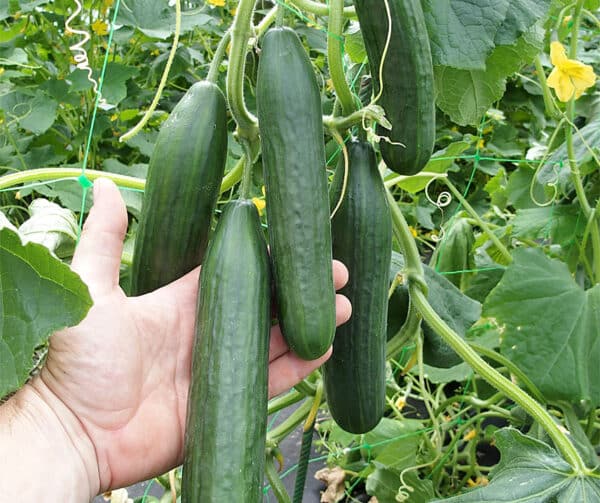 Cucumis sativus Melany F1