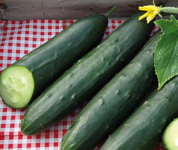 Cucumis sativus Murza F1 1