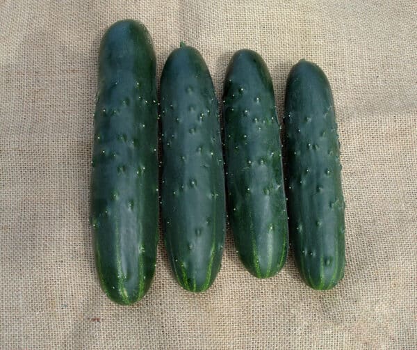 Cucumis sativus Murza F1 2