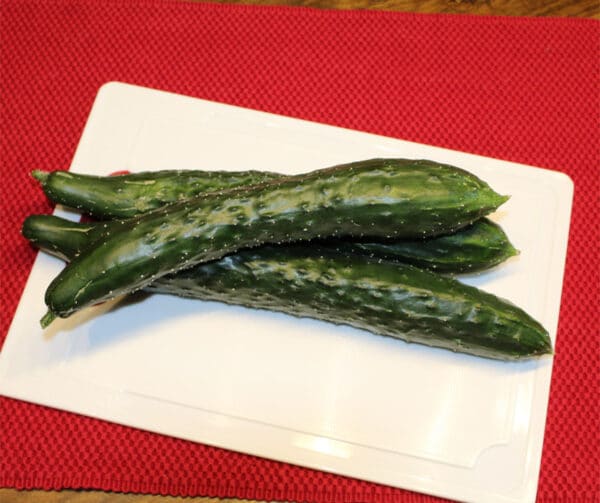 Cucumis sativus Nagai 1