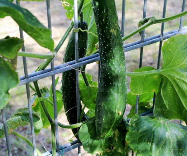 Cucumis sativus Nagai 2