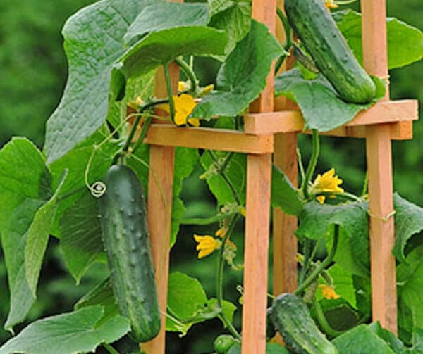 Cucumis sativus Patio Snacker F1