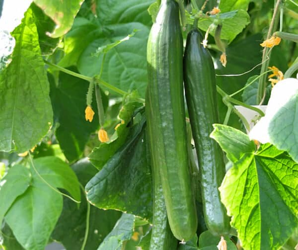 Cucumis sativus Telegraph Improved