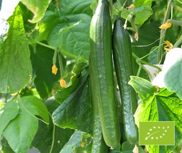 Cucumis sativus Telegraph Improved BIO