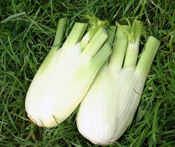 Foeniculum vulgare Fino