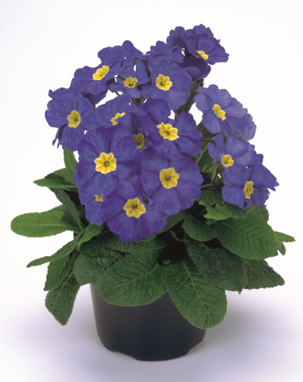 Primula elatior F₁ Crescendo® Blue Shades