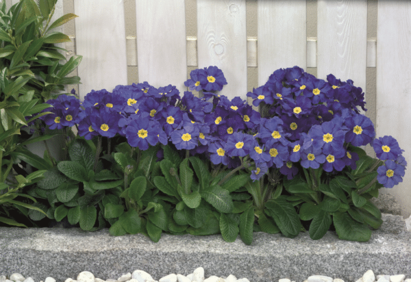 Primula elatior F₁ Crescendo® Blue Shades - Image 4