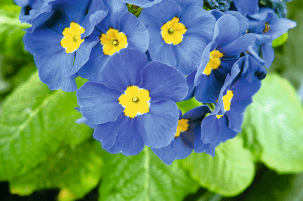 Primula elatior F₁ Crescendo® Blue Shades - Image 3