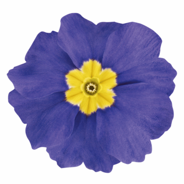 Primula elatior F₁ Crescendo® Blue Shades - Image 2