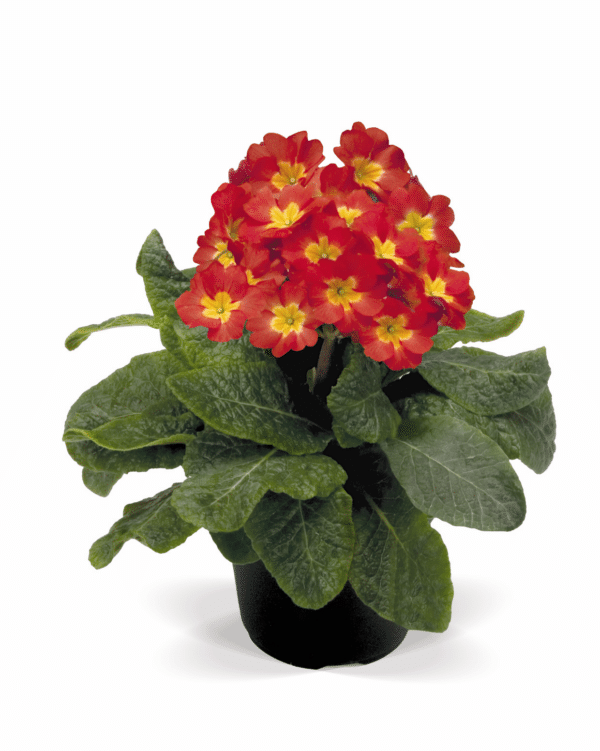 Primula elatior F₁ Crescendo® Bright Red