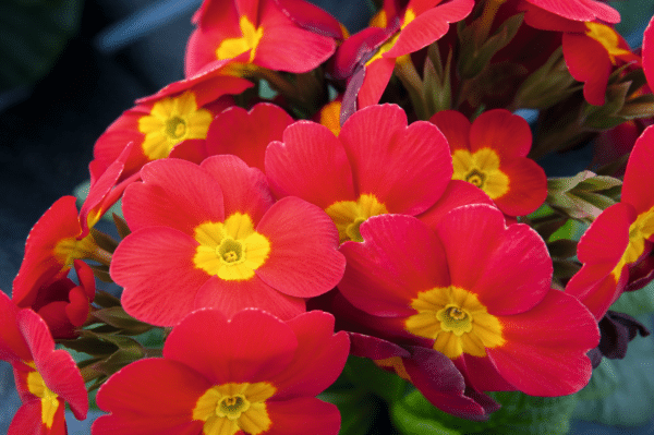 Primula elatior F₁ Crescendo® Bright Red - Image 3