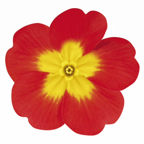 Primula elatior F₁ Crescendo® Bright Red - Image 2