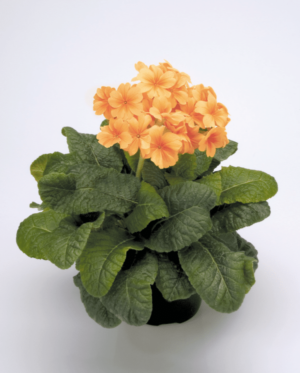 Primula elatior F₁ Crescendo® Orange