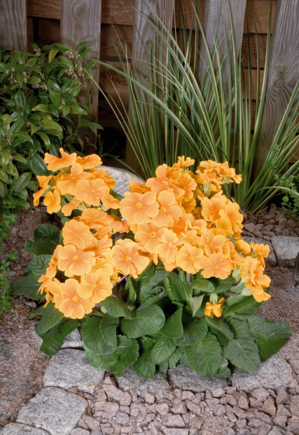 Primula elatior F₁ Crescendo® Orange - Image 4