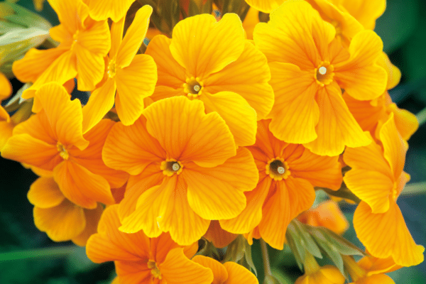 Primula elatior F₁ Crescendo® Orange - Image 3