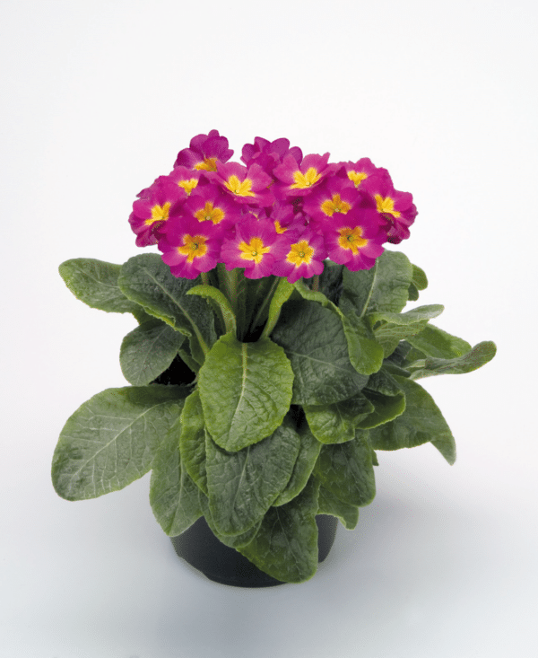 Primula elatior F₁ Crescendo® Rose Shades