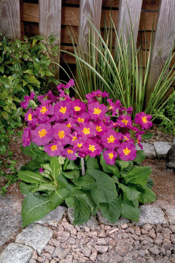 Primula elatior F₁ Crescendo® Rose Shades - Image 4