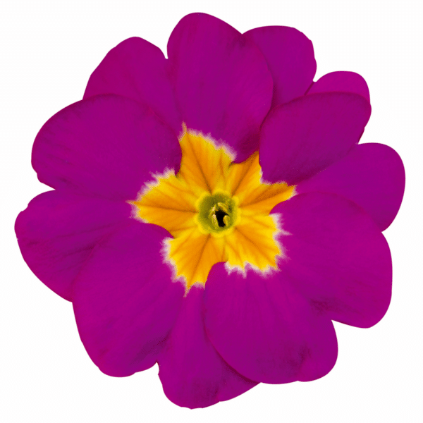 Primula elatior F₁ Crescendo® Rose Shades - Image 2