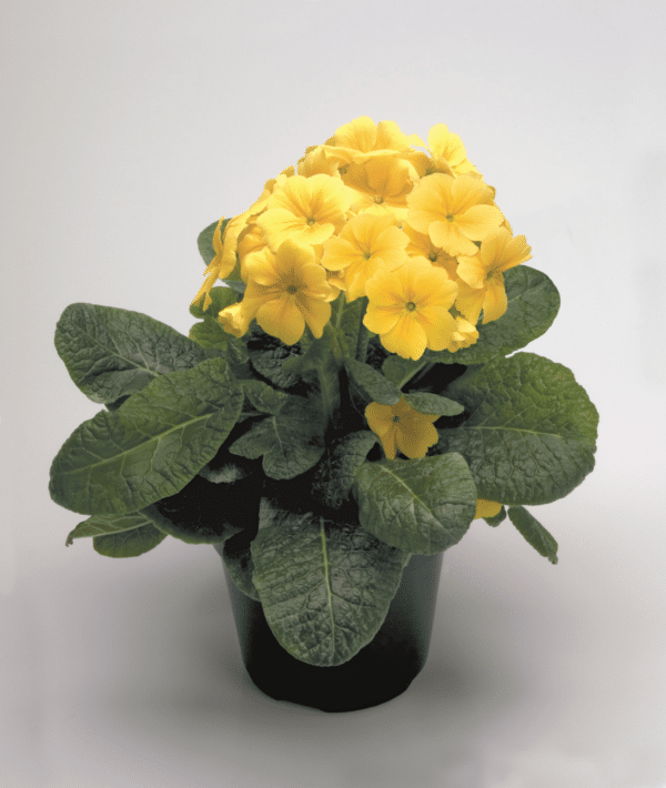 Primula elatior F₁ Crescendo® Yellow